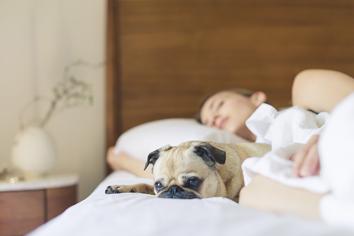 Köpekle Uyumak: Köpekler Neden Sahipleriyle Uyur