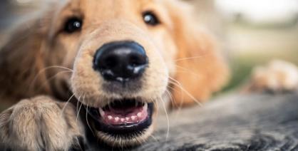 Köpekler Diş Çıkarırken Ne Yapmalı?