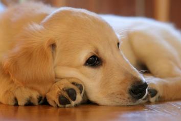 Köpekler Ne Zaman Adet Görmeye Başlar?