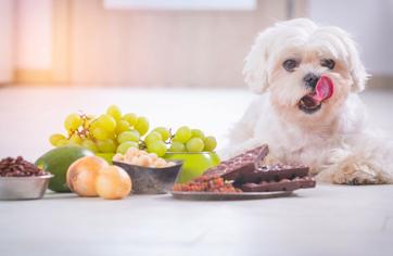 Köpekler Yaban Mersini Yer mi?