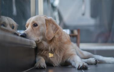 Köpeklerde Depresyon Belirtileri ve Tedavisi