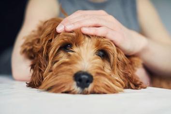 Köpeklerde Epilepsi Belirtileri: Köpeklerde Epilepsi Geçer mi?