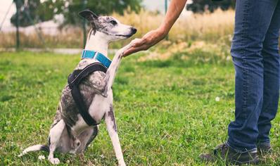 Köpeklerde Özgüven Eksikliği: Köpeğin Güvenmesini Sağlama