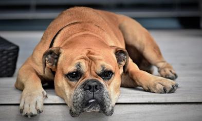 Köpeklerde İç Kanama Belirtileri Nelerdir?