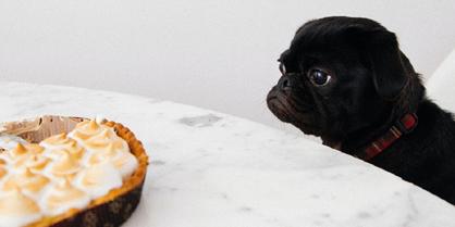 Köpeklerde İştahsızlık Neyin Belirtisidir?