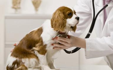Köpeklerde Kalp Hastalığı Belirtileri Nelerdir?