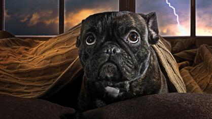 Köpeklerde Anksiyete Nedir? Köpeklerde Ayrılık Kaygısı&nbsp;