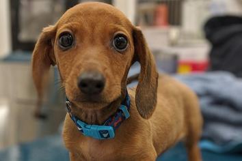 Köpeklerde Leishmania Hastalığı Nedenleri Nelerdir?