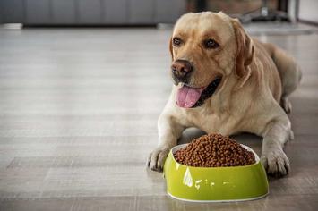 Köpeklerde Mama Değişimi Sonrası Yan Etkileri