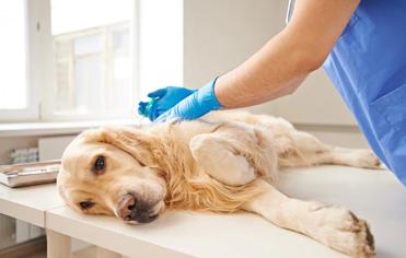 Köpeklerde Mastitis Neden Olur?