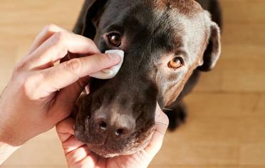 Köpeklerde Oluşan Göz Enfeksiyonu Belirtileri ve Çözüm Yolları Nelerdir?