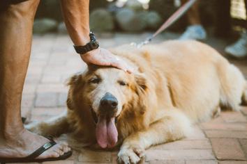 Köpeklerde Parazit Belirtileri: Yavru Köpekte Parazit Olur mu?