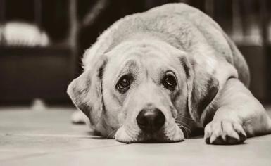 Köpeklerde Sosyal Anksiyete Nedir?