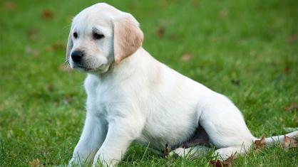 Köpeklerde Tuvalet Eğitimi Nasıl Verilir?