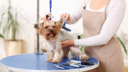 Köpeklerde Tüy Bakımı Nasıl Yapılır?