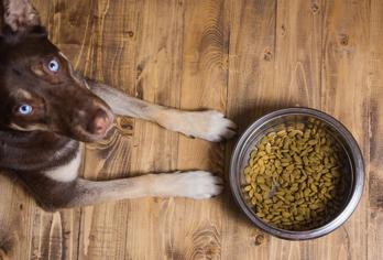 Köpeklerde Yeme Bozuklukları Nelerdir?