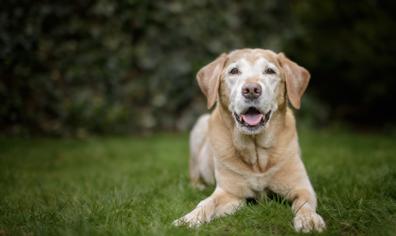 Köpeklerde Yüz Felcin Tedavisi