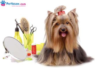 Köpeklerde Tüy Dökülmesi: Alopesi Sendromu