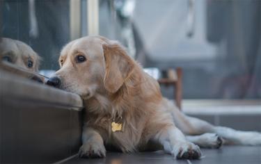 Köpekler Üzülünce Ne Yapar?