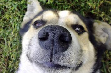 Köpeklerin Yüzü Neden Şişer?