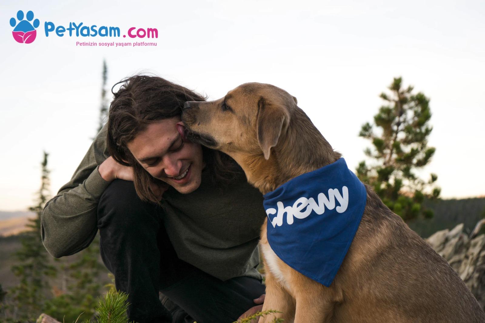 Köpeğiniz Nöbet Geçiriyorsa Ne Yapmalısınız?