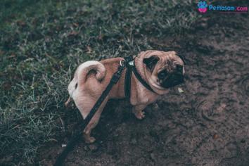 Evcil Hayvan Sahipleri İçin Harika Köpek Yürüyüşü İpuçları