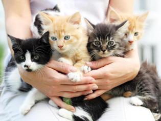 Kucak Seven Kedi Cinsleri