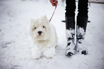 Soğuk Havada Köpekle Yürüyüş Nasıl Yapılır?
