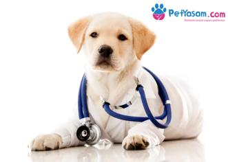 Köpeğinizin Hasta Olabileceğinin En Önemli 10 İşareti