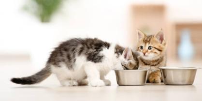 Yavru Kediler Ek Gıdaya Ne Zaman Geçer?