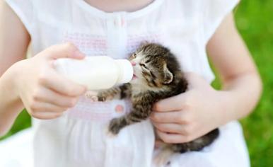 Yavru Kediler Hangi Sıklıkla Beslenmeli?