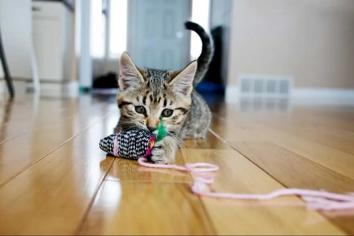 Yavru Kediler Nasıl Oyun Oynar?