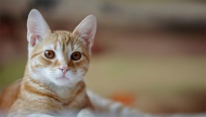 Yavru Kedimin Karnı Şişti: Yavru Kedilerde Karın Şişliği