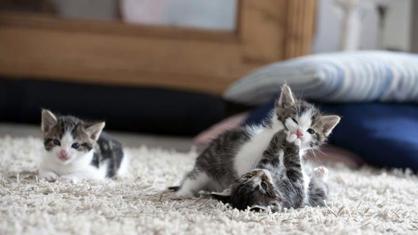 Yavru Kedilerde Saldırganlık Nedenleri
