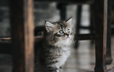 Yavru Kedinin Kilo Almama Nedenleri Nelerdir?