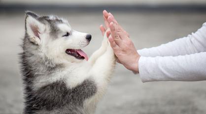 Yavru Köpeğin Sahibini Tanıması Ne Kadar Sürer