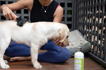 Yavru Köpek Yıkanır mı? Köpekler Ne Zaman Yıkanmalı