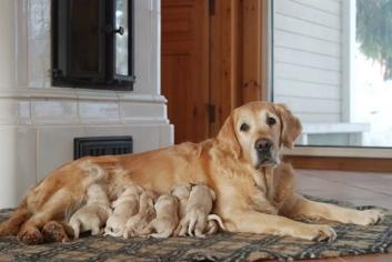 Yavru Köpekler Ne Zaman Sütten Kesilir?