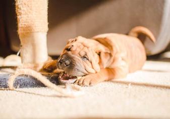 Yavru Köpeklerde Isırma Sorunu Nasıl Çözülür?